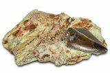 Carcharodontosaurus Tooth In Rock - Dekkar Formation, Morocco #375670-1